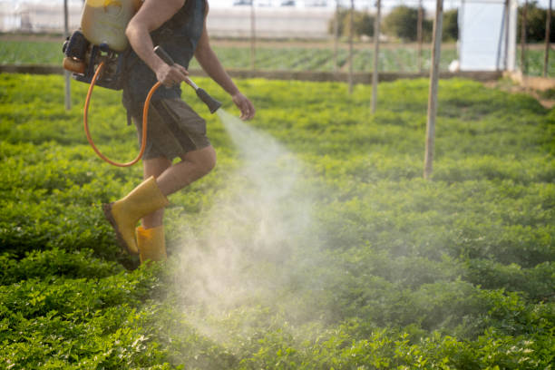 Best Ant Control Services  in Gustine, CA